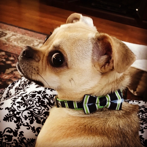 Meet your Posher, Kelly - Picture 1 of 1